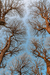 Fluffy tree branches from the bottom to the top. The trunk of a tree and its branches against the sky.