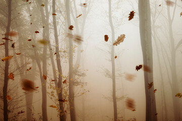 falling leaves in forest, magical autumn landscape