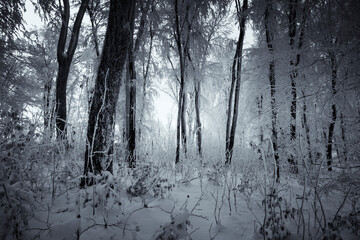 fantasy forest in winter, frozen woods