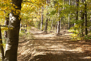 ciepłe jesienne światło i magia kolorów w lesie © qrrr