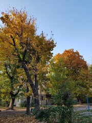 Naklejka premium autumn in the park