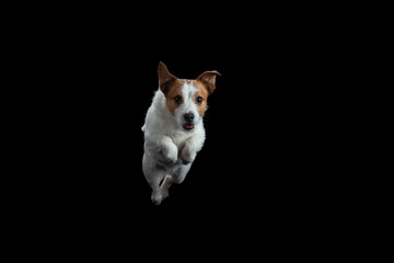 the dog is jumping. Active jack russell terrier in the studio on a black background