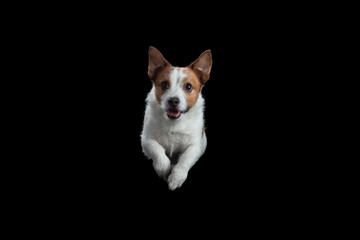 the dog is jumping. Active jack russell terrier in the studio on a black background