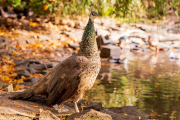 peacock in the grass