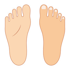 足の甲と足裏のベクターイラスト（カラー・縁線あり）
