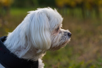 Maltese dog - white dog in a meadow in the setting sun.