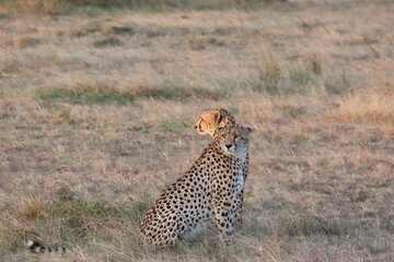 Cheetahs in Masai Mara, Kenya