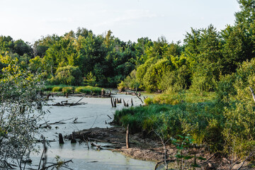 dry swampy river in a wild place