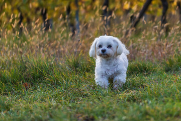 Maltese dog - white dog in a meadow in the setting sun.