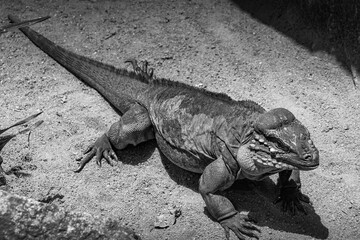 ジャングルを歩くコモドオオトカゲ（シンガポール）