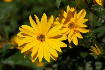 blühender Gelber Sonnenhut, Blumen, Deutschland