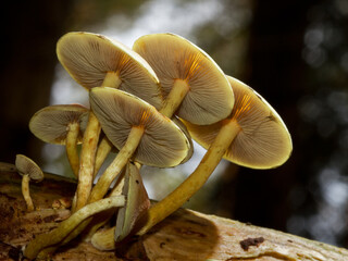 Clump of Sulphur Tuft mushrooms growing on the rotting branch of a tree