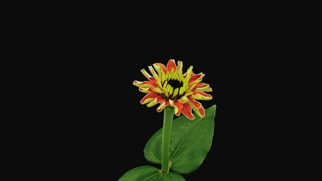 Time-lapse of opening orange Zinnia flower 2b1 in PNG+ format with ALPHA transparency channel isolated on black background
