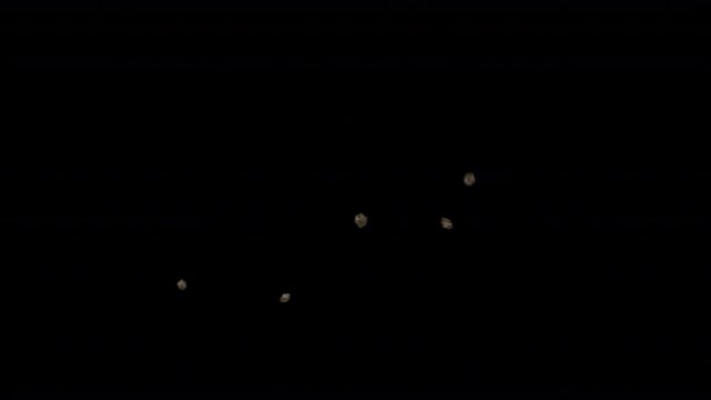 Flying Flies with alpha channel for easy compositing. Production quality Seamless loop in 4k resolution, 4444 ProRes codec.