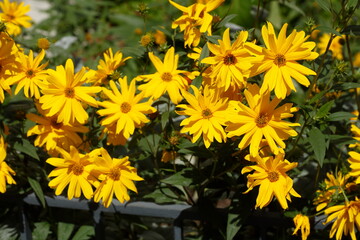blühender Gelber Sonnenhut, Blumen, Deutschland