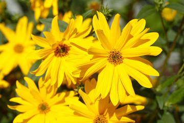 blühender Gelber Sonnenhut, Blumen, Deutschland