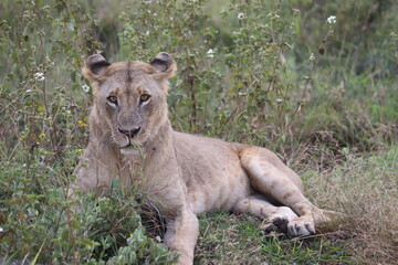 Lioness in Nairobi National Park, Kenya