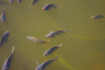 Many tilapia pop up to breathe on the surface because of lack of oxygen. Because of the weather. Dirty Oxygen Water in Water