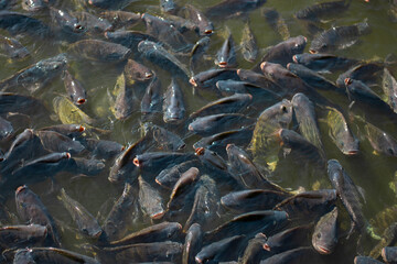Many tilapia pop up to breathe on the surface because of lack of oxygen. Because of the weather. Dirty Oxygen Water in Water