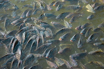 Many tilapia pop up to breathe on the surface because of lack of oxygen. Because of the weather. Dirty Oxygen Water in Water