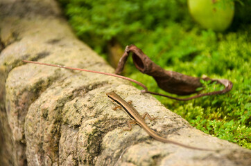 Skink in the garden in Thailand. Spotted forest skink or maculated forest skink, South Asia and Southeast Asia