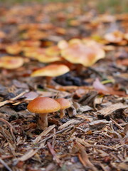 Two little brown mushroom on forest floor