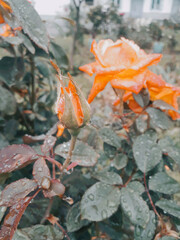 red and yellow leaves