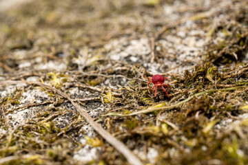 bright red small macro spider crawls on sand and grass