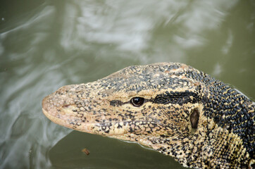 Close up the Asian water monitor (Varanus salvator), also called common water monitor, is a large varanid lizard native to South and Southeast Asia.