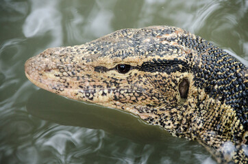 Close up the Asian water monitor (Varanus salvator), also called common water monitor, is a large varanid lizard native to South and Southeast Asia.