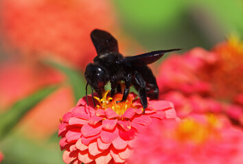 The violet carpenter bee, Xylocopa violacea on a flower