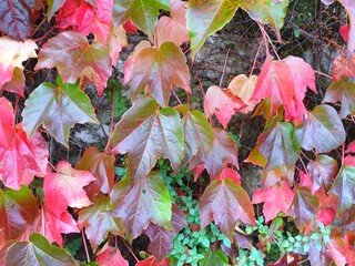 autumn leaves background