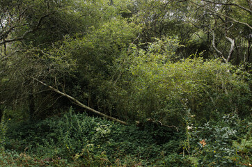 Paysage de forêt en été, végétation verte