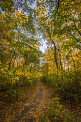 Fototapeta na wymiar maple oak forest with yellow leaves in warm autumn