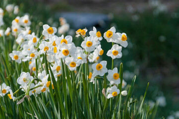 道沿いに咲き誇る可憐なﾅﾙｼｽ