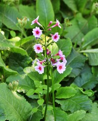 pink and white flowers