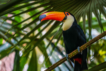 オニオオハシ（カラフルな南国の鳥）