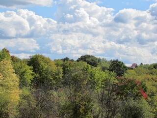 forest and sky