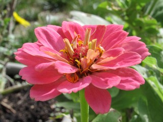 Pink Zinnia Flower 