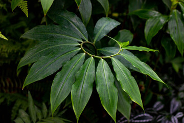 Tropical leaves