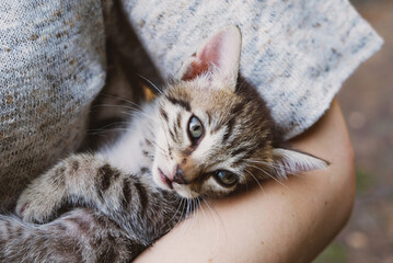 Adorable little tabby kitten in female hands.