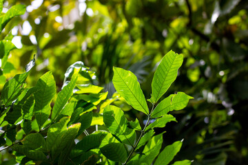 Leaves