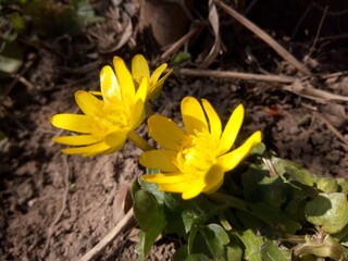 Yellow flowers in the sun in early spring in the country