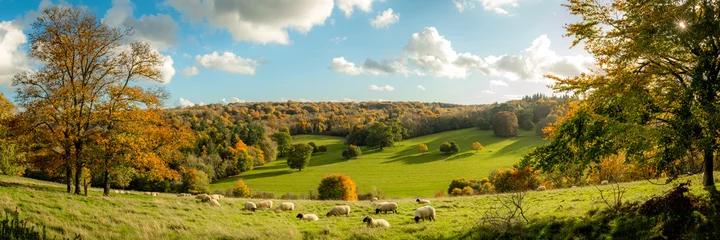 Zelfklevend Fotobehang Herfstlandbouwscène met schapen in een veld in de prachtige Surrey Hills, Engeland © William