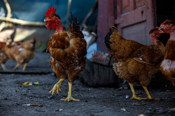 chicken or rooster's eye close-up, play of light, red scallop, domestic chickens