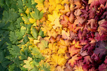 collage leaves autumn