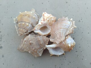 Sea Shells on the floor
