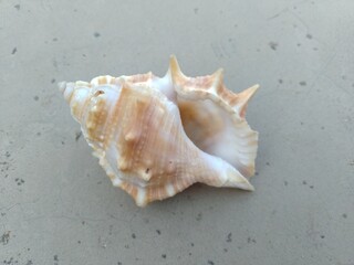 Sea Shells on the floor