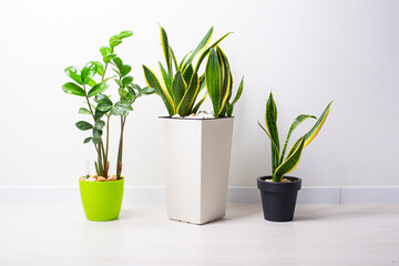 Sansevieria trifasciata or Snake plant in pot at home