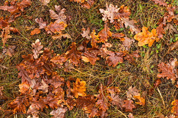 Fallen oak leaves on the grass, natural nature, beautiful autumn background.